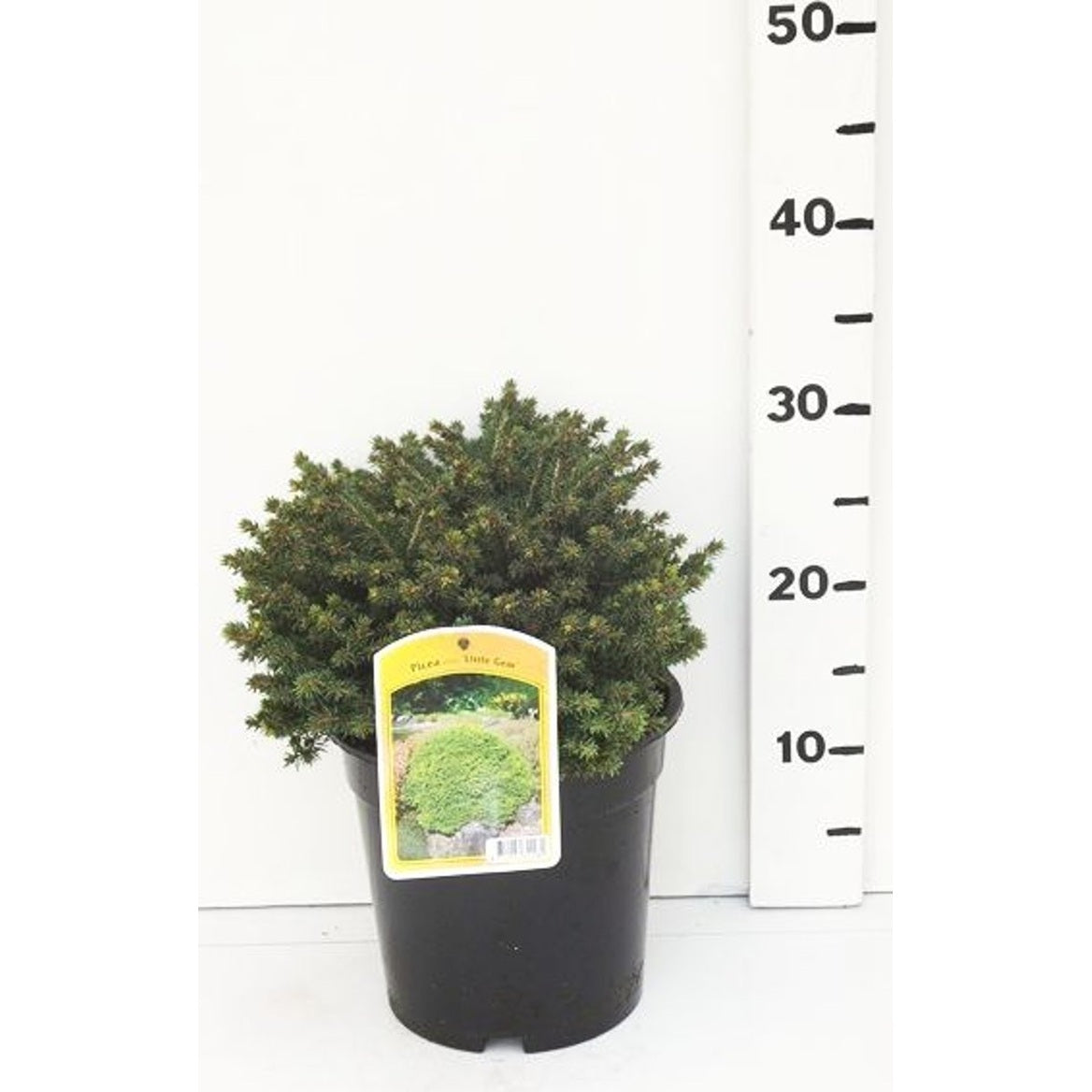 Gran – Picea abies 'Little Gem' - C3 20-25 CM